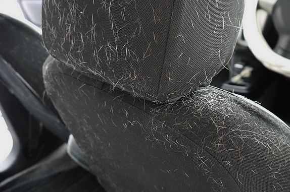 埼玉でステップワゴン中古を買う時には 室内ペット臭 ペット毛 に気を付けろ 埼玉にある中古車屋のプロが教えるミニバン選択基準